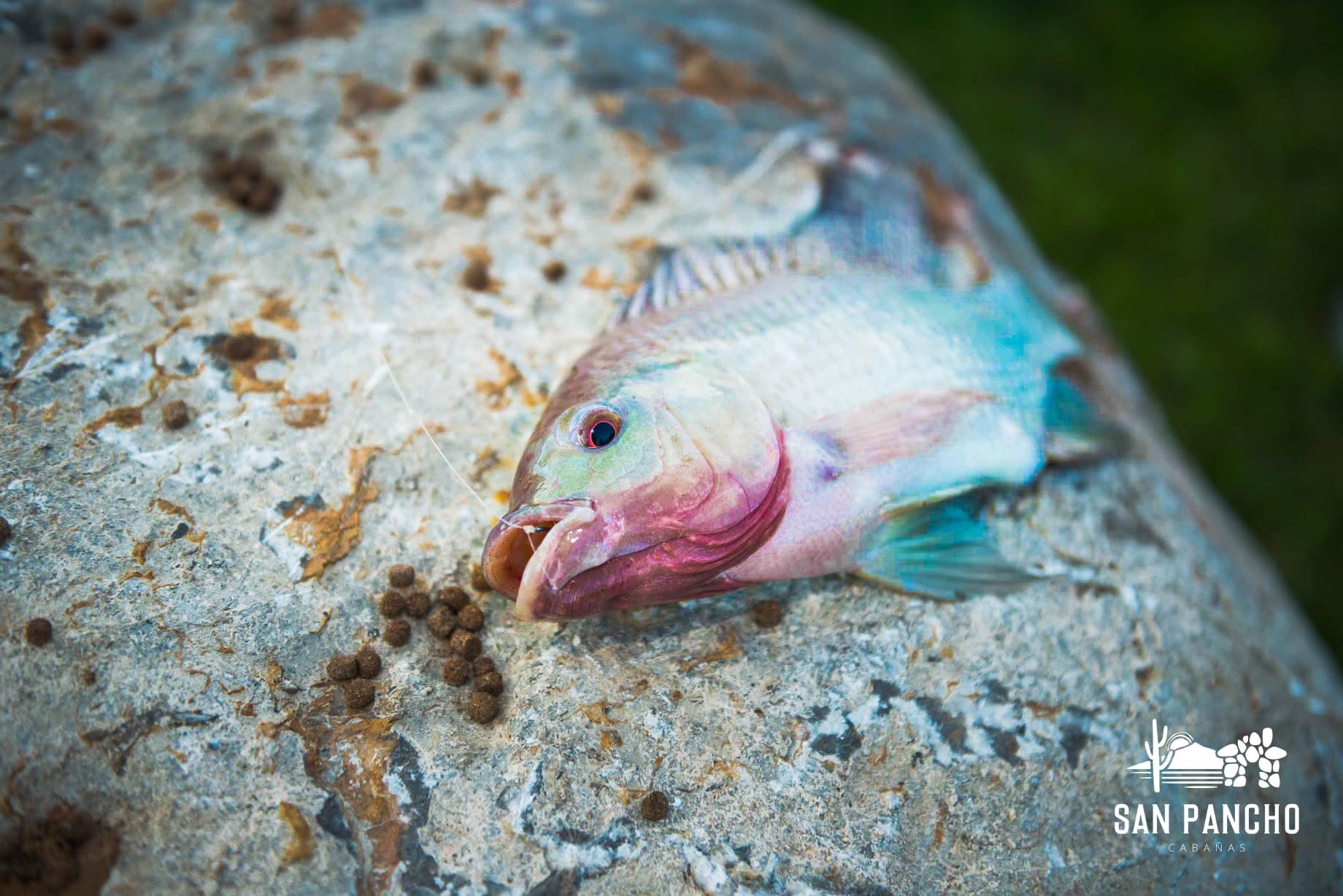 Un pez capturado durante una jornada de pesca
